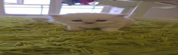 Scottish gatti in vendita: Scottish  - Annuncio 8