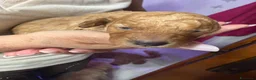 Barboncino Toy cani in vendita: Cucciolata barboncini  a Città metropolitana di Roma Capitale - Annuncio 4