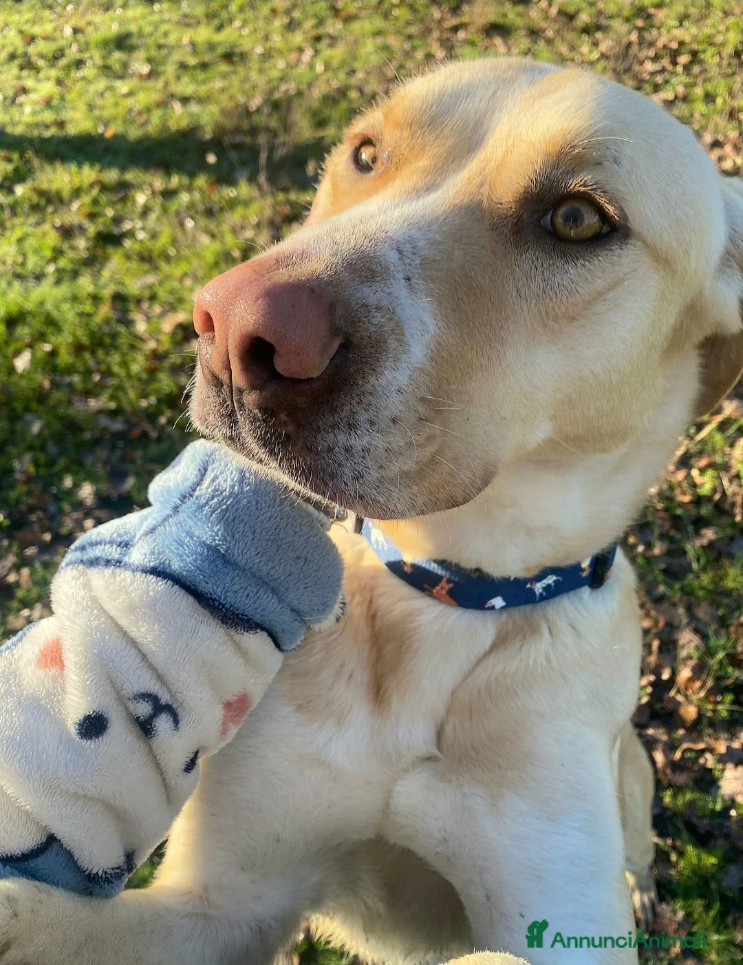 Meticcio cani in regalo: Lily 2 anni mix labrador  - Annuncio 3