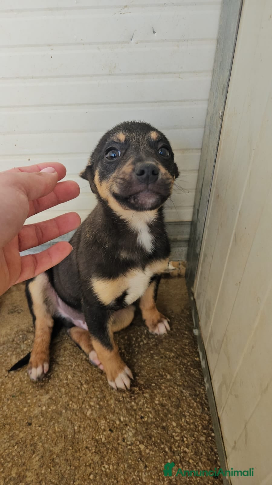 Meticcio cani Stromboli: 3 mesi taglia contenuta  - Annuncio 18