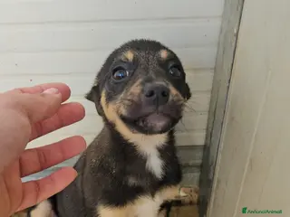 Meticcio cani Stromboli: 3 mesi taglia contenuta - Annuncio 18
