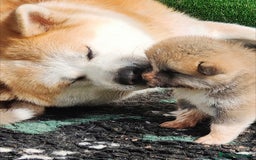 Akita Inu cani in vendita: AKITA CUCCIOLI da Allevamento ENCI - Immagine 6