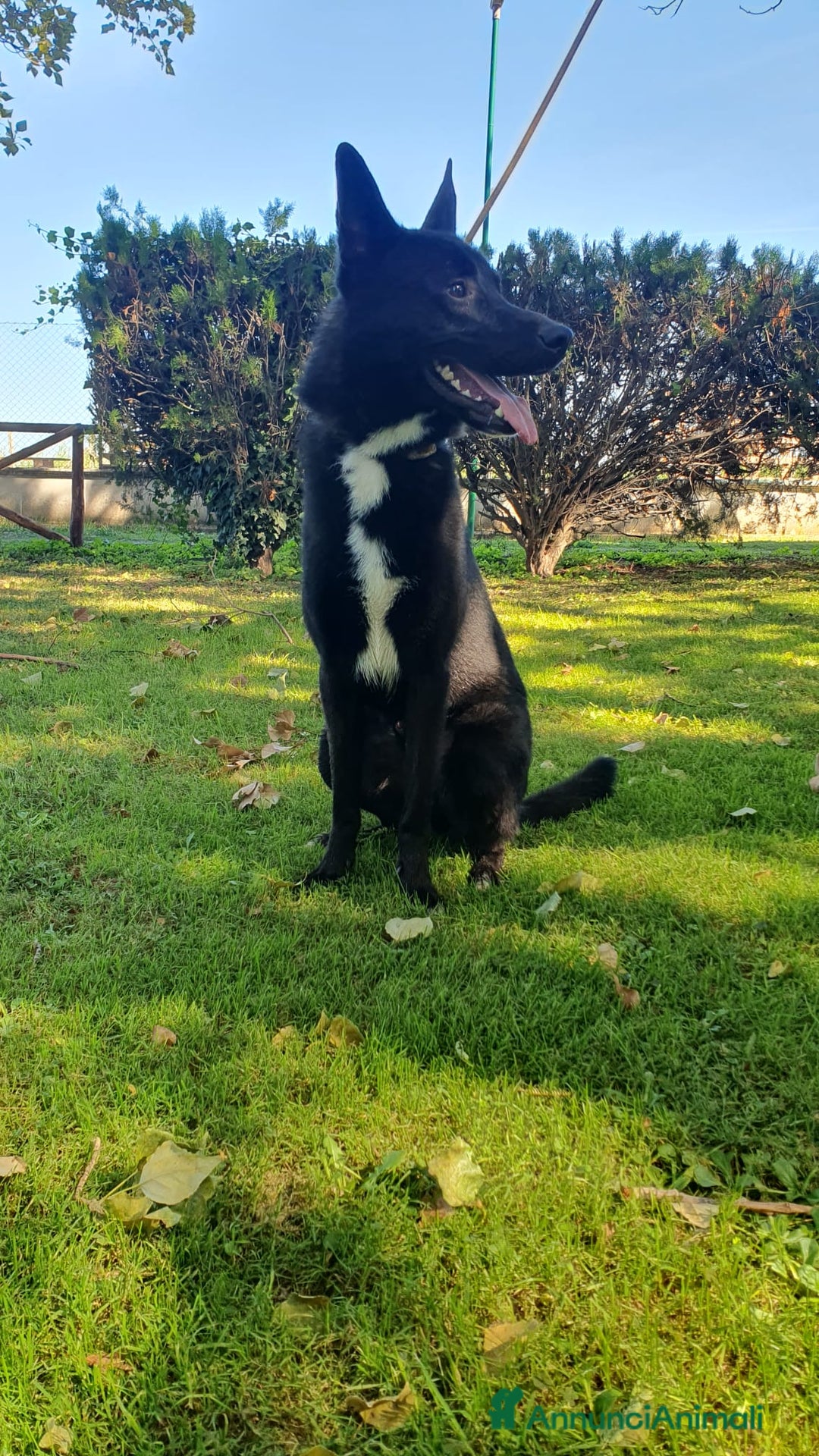 Altre razze cani in regalo: Filippo, cucciolone di un anno cerca casa - Annuncio 4
