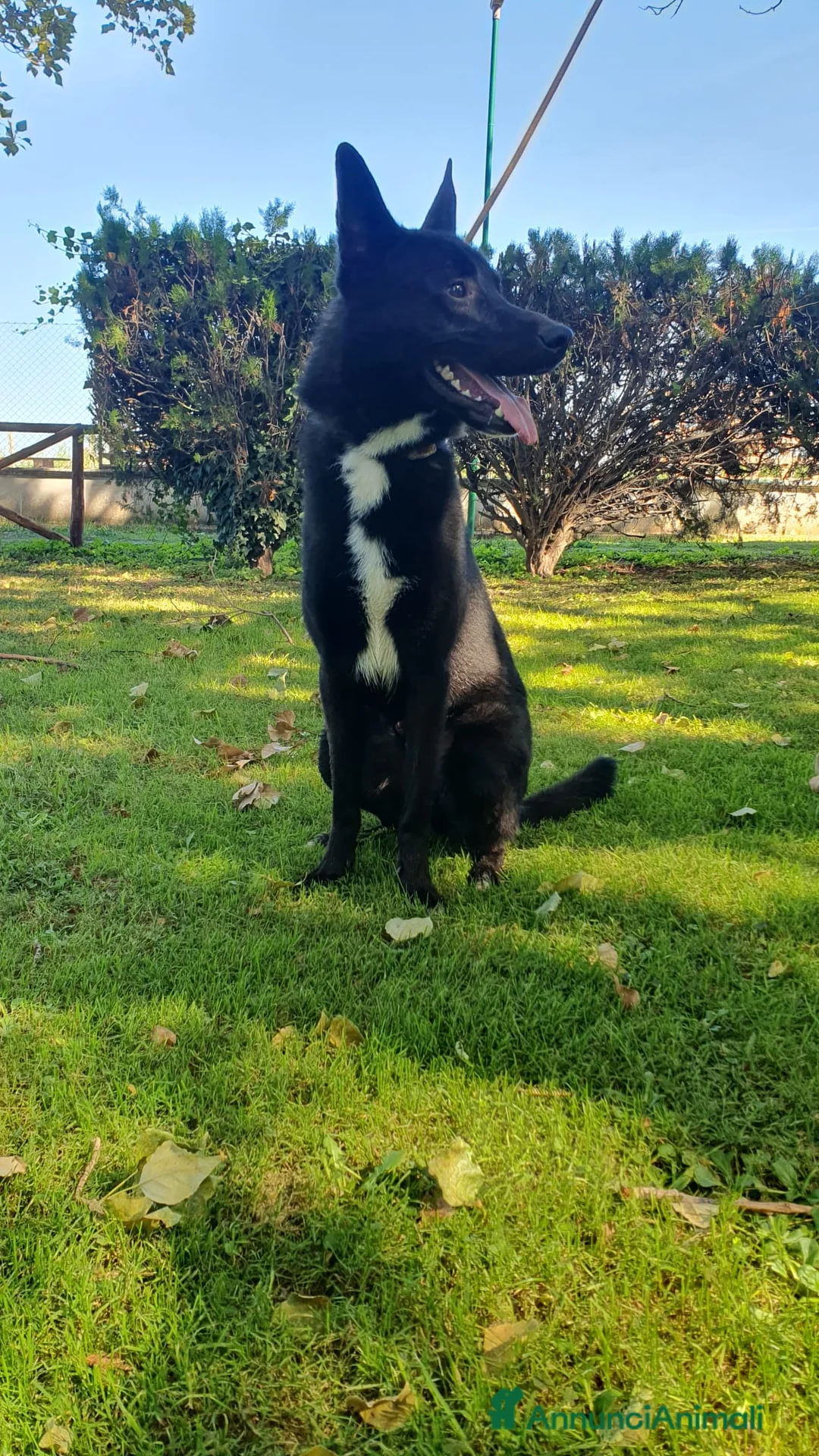 Altre razze cani in regalo: Filippo, cucciolone di un anno cerca casa - Annuncio 4