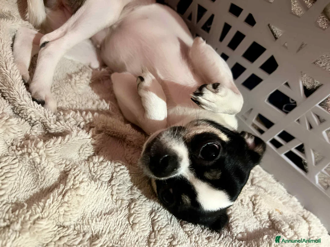 Chihuahua cani in vendita: Chihuahua  - Annuncio 2