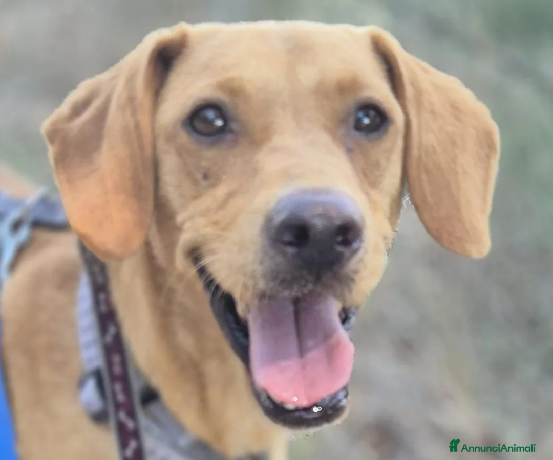Meticcio cani in regalo: Flocky: 2 anni, taglia contenuta, socievole  - Annuncio 1
