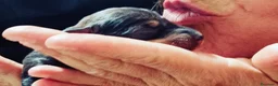 Bassotto cani in vendita: Bassotto a pelo duro standard - Annuncio 1