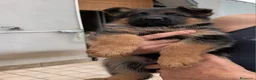 Pastore Tedesco cani in vendita: Cuccioli Pastore Tedesco PURA RAZZA  a Ente di decentramento regionale di Udine - Annuncio 3
