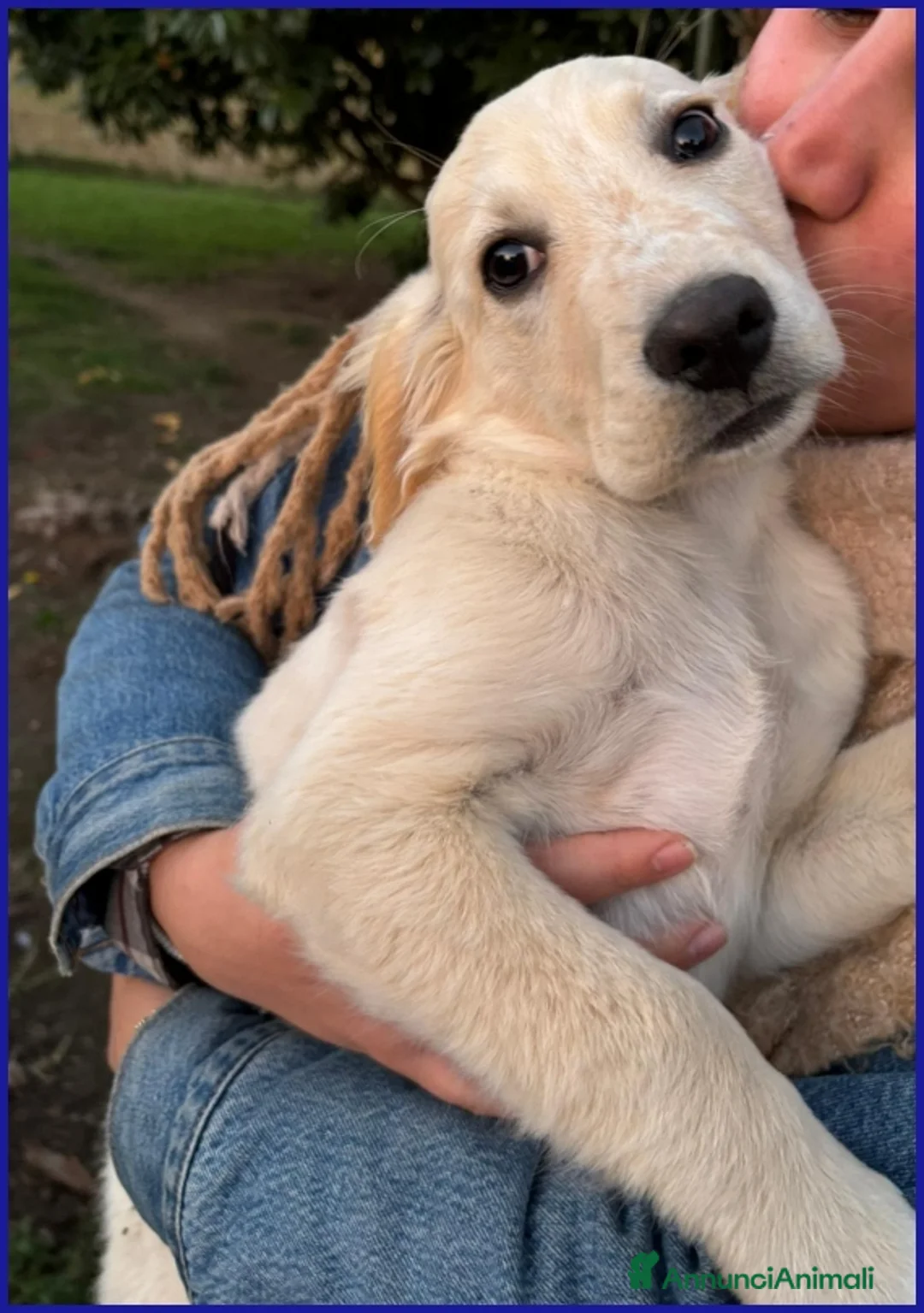 Meticcio cani in regalo: MIRTILLO, CUCCIOLO 3 MESI MIX SETTER - Annuncio 7