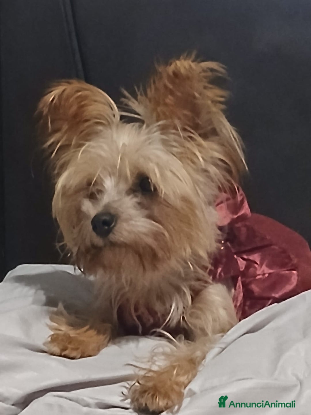 Yorkshire cani in regalo: Splendida Yorkshire - YORKI - Annuncio 7