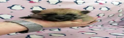 Volpino Pomerania cani in vendita: Volpino nano cuccioli - Annuncio 3
