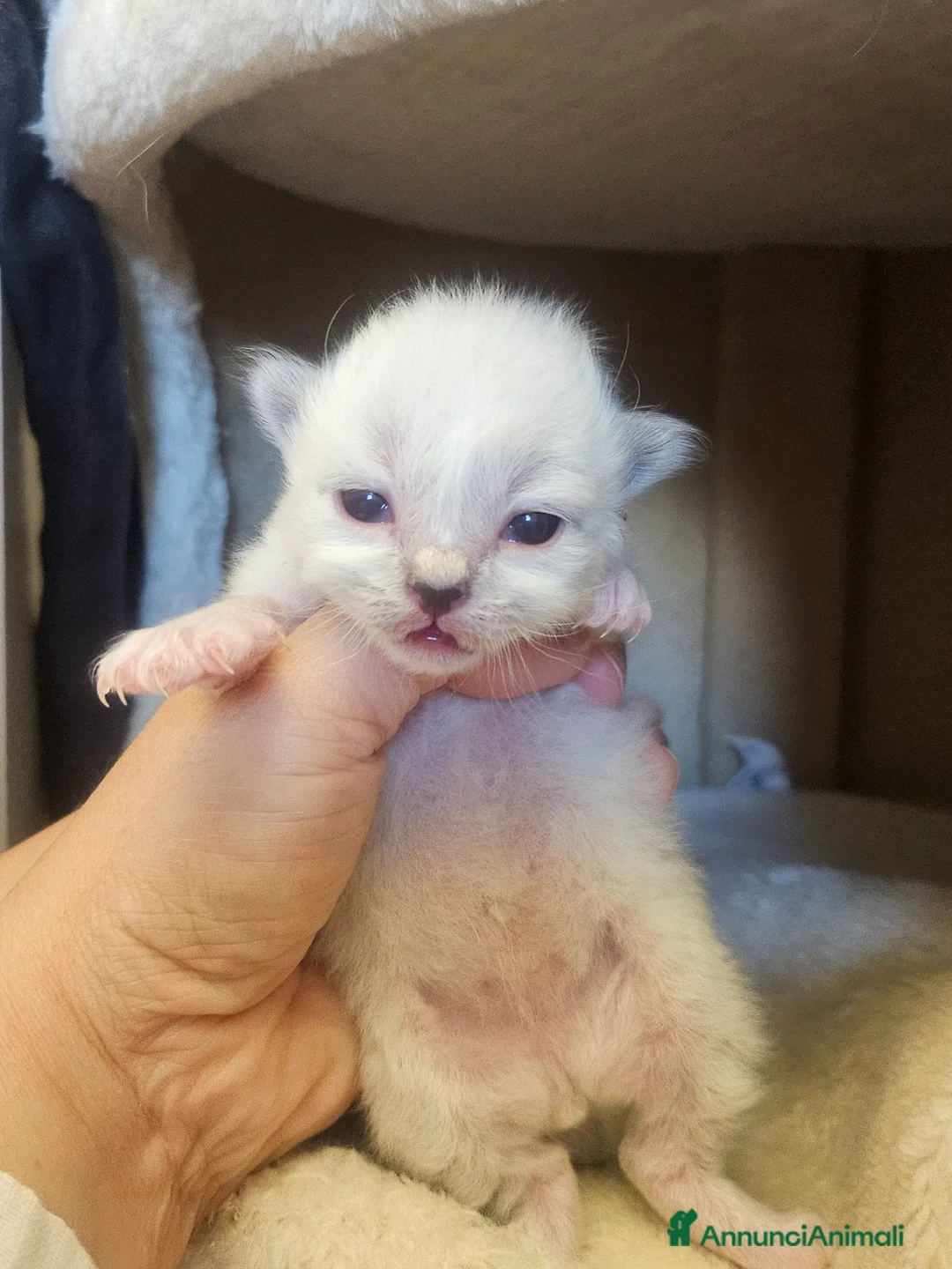 Sacro di Birmania gatti in vendita: Cuccioli Sacro di Birmania disponibili  - Annuncio 2