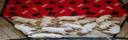 Golden Retriever cani in vendita: Cuccioli Golden Retriever  - Annuncio 4