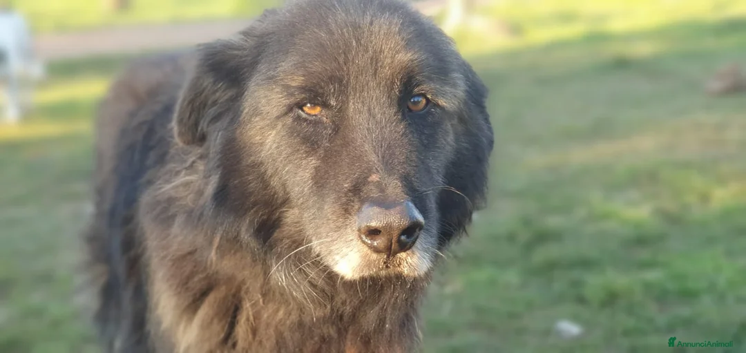 Meticcio cani in regalo: Birba,orsacchiotto,travestito da cane! - Annuncio 10