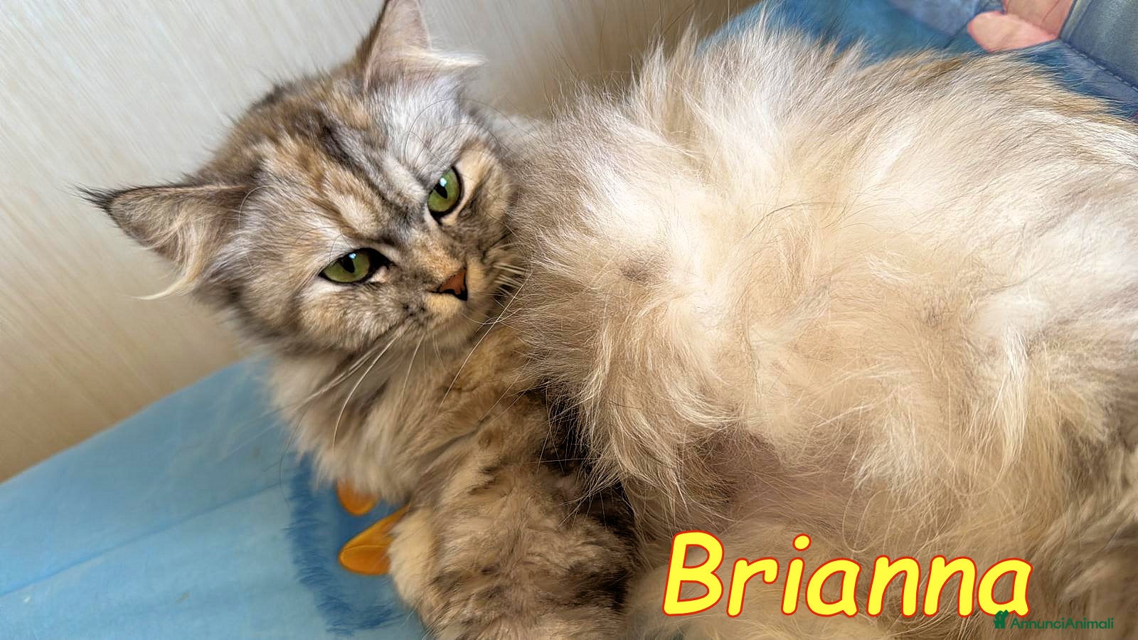 Persiano gatti BRIANNA… una regina senza regno. - Annuncio 1