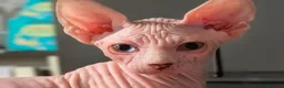 Sphynx gatti in vendita: 3 Gattini  Canadian Sphynx con PEDIGREE - Annuncio 5