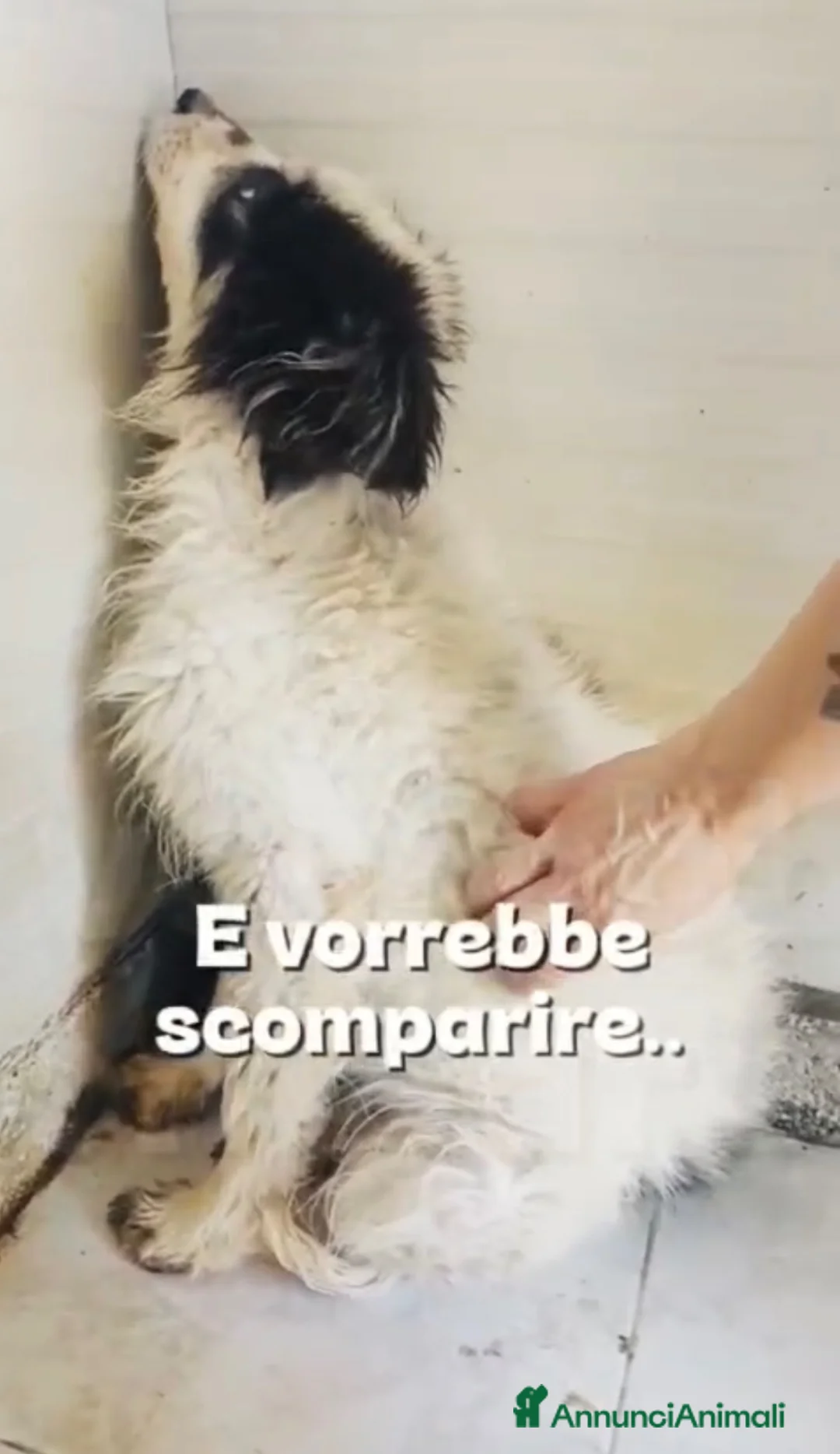 Meticcio cani in regalo: Aki favoloso cucciolo a pelo lungo  - Annuncio 2