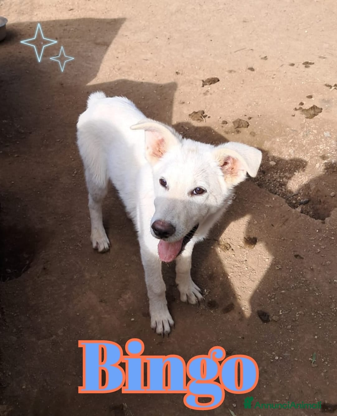 Meticcio cani BINGO nato ad Aprile ‘25 - Annuncio 38