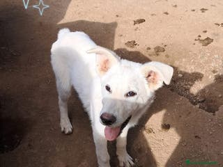 Meticcio cani BINGO nato ad Aprile ‘25 - Annuncio 32