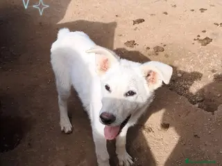 Meticcio cani BINGO nato ad Aprile ‘25 - Annuncio 32