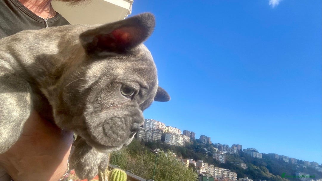 Bulldog Francese cani in vendita: Cuccioli bulldog francese  - Annuncio 5