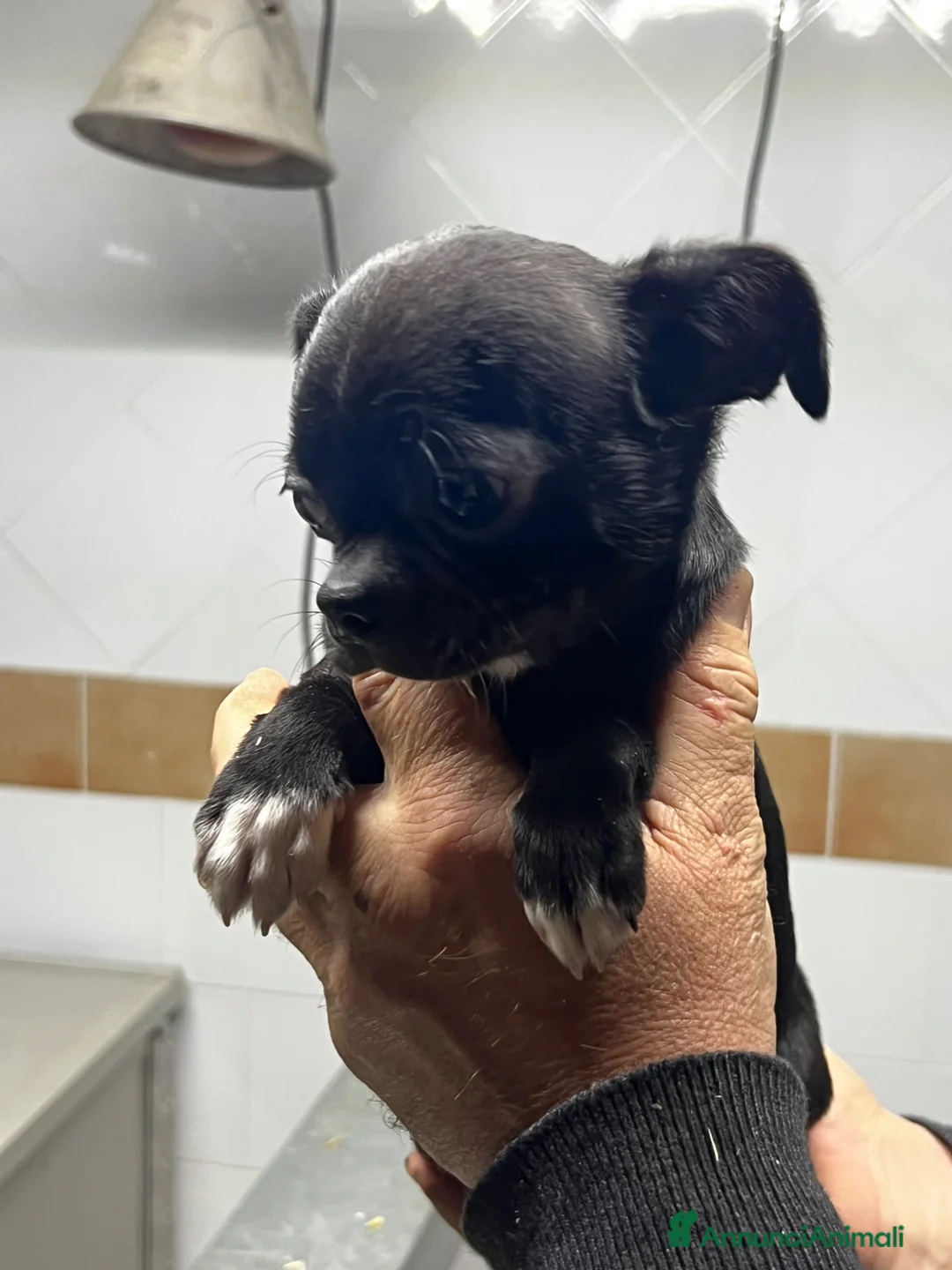 Chihuahua cani in vendita: Chihuahua - Annuncio 4