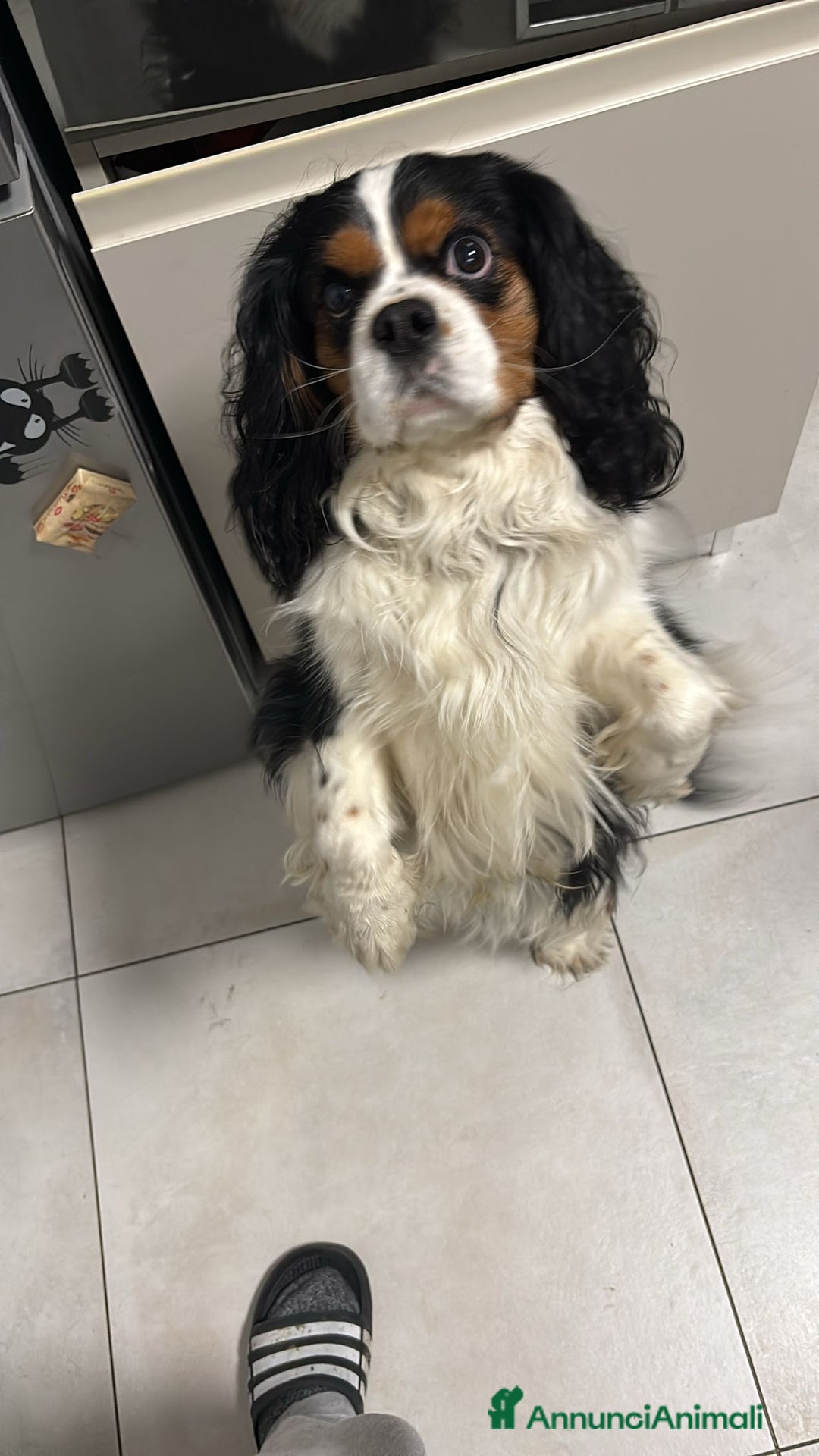 Cavalier King cani in regalo: Cavalier King Charles Spaniel - Annuncio 4