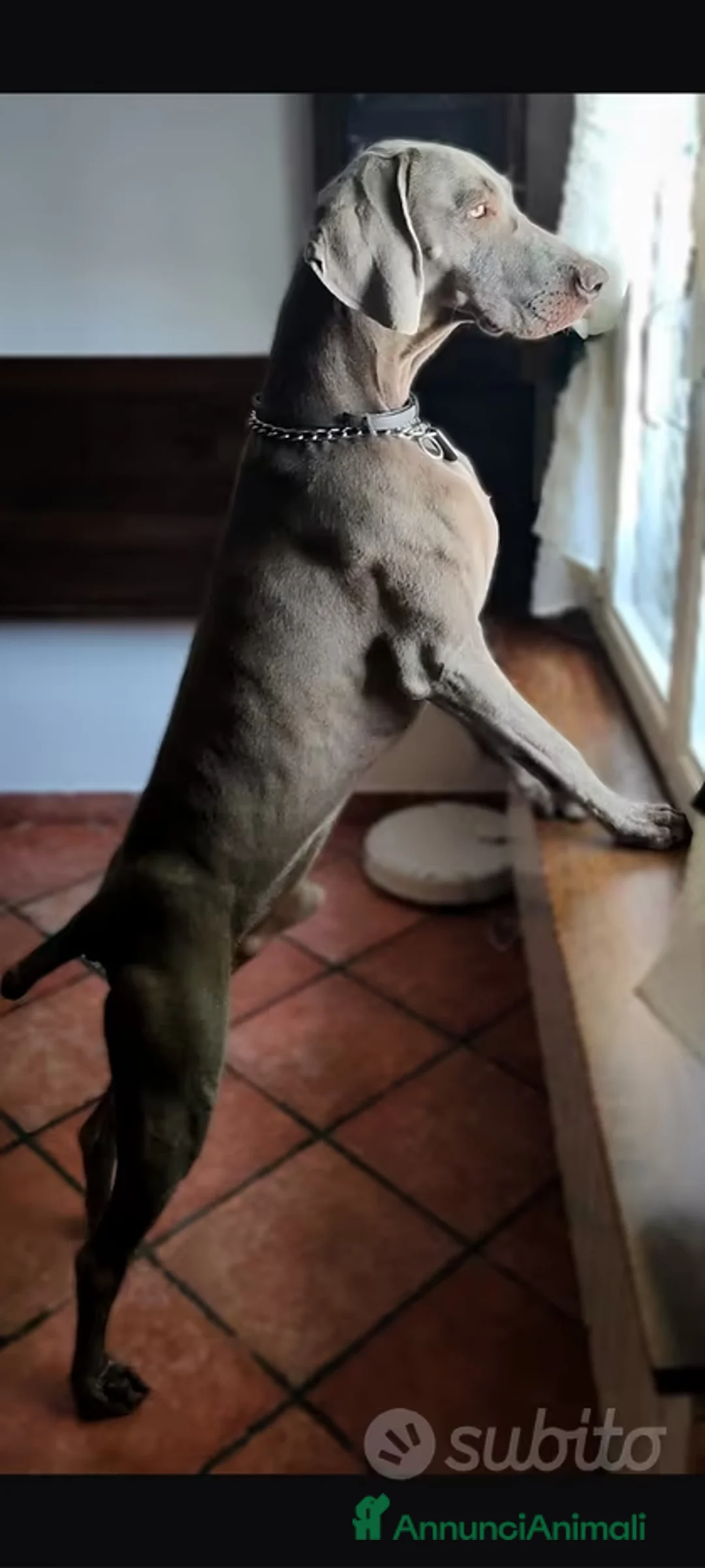Weimaraner cani per accoppiamento: Maschio Weimaraner Stallone disponibile per monta - Annuncio 4