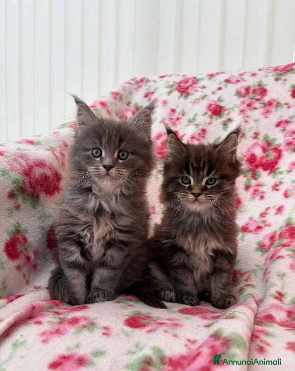 Maine Coon gatti 2 gattini Maine Coon allevati in casa - Annuncio 2