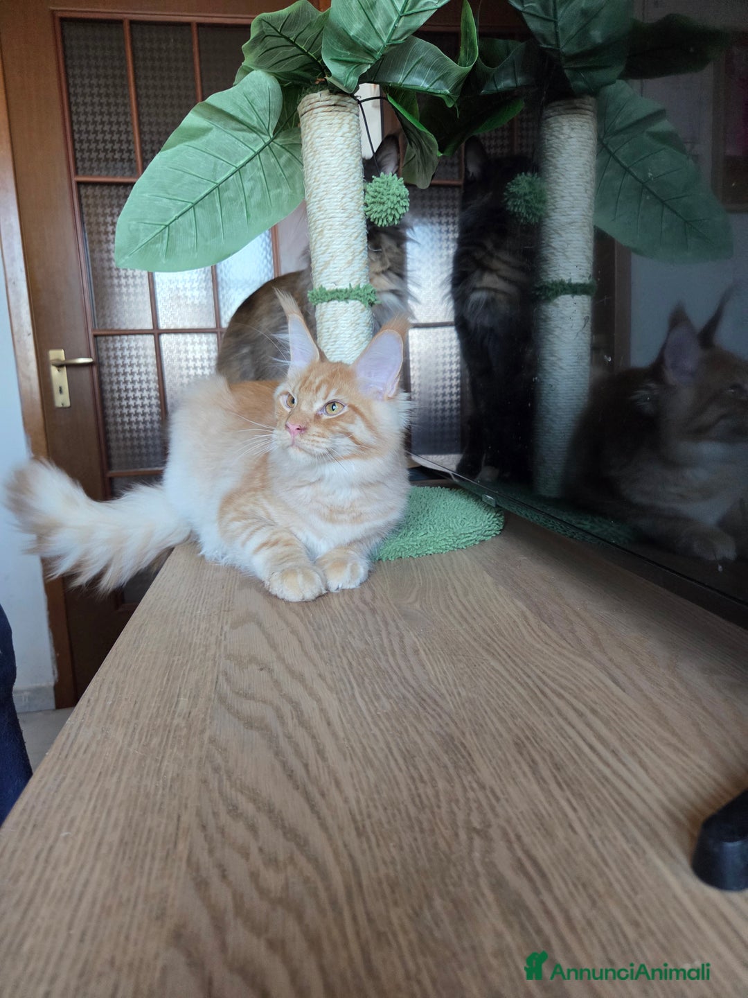 Maine Coon gatti in vendita: Ultimi 4 cuccioli Maine Coon - Annuncio 30