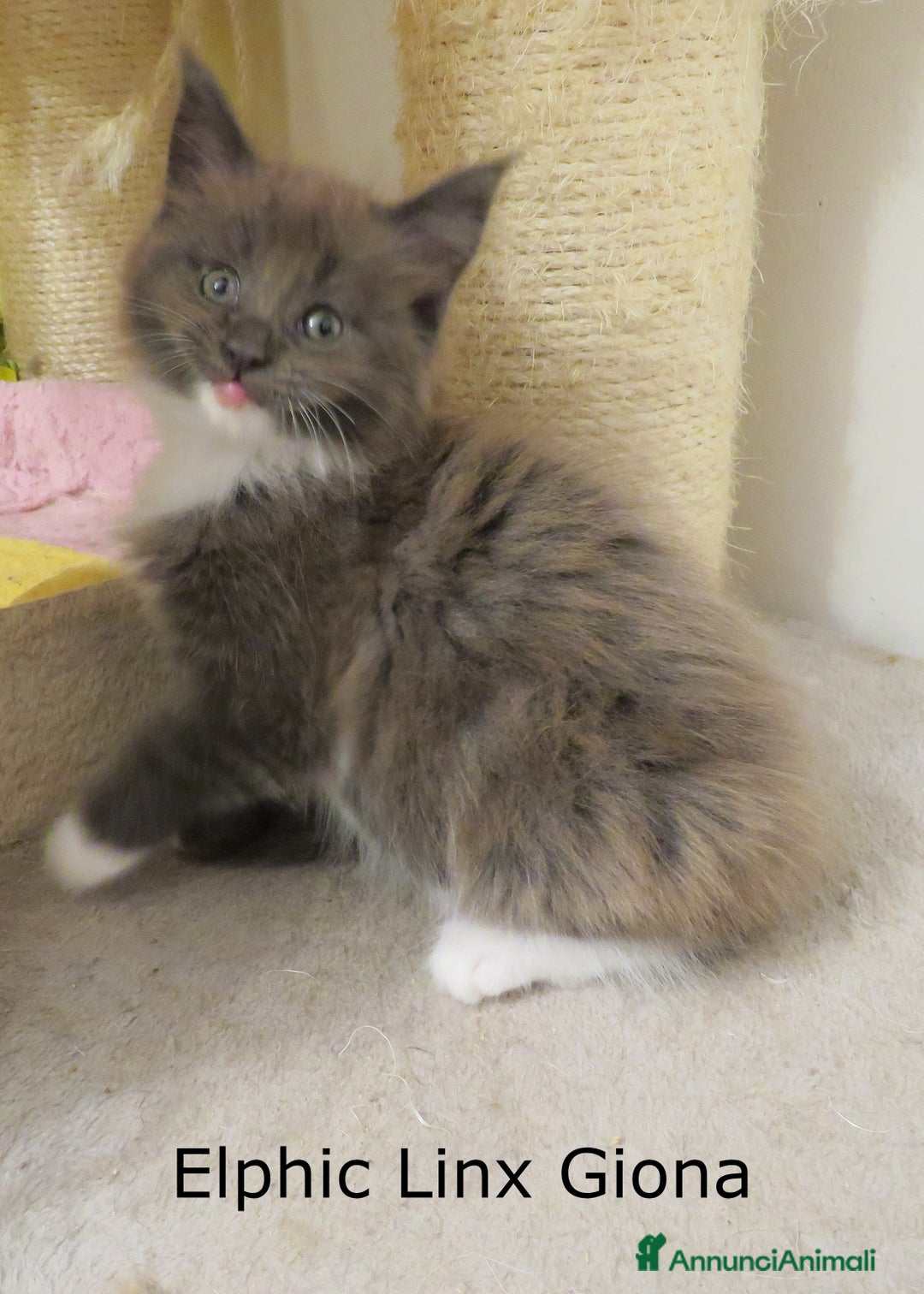 Maine Coon gatti in vendita: Fantastici cuccioli di Maine Coon disponibili - Annuncio 4