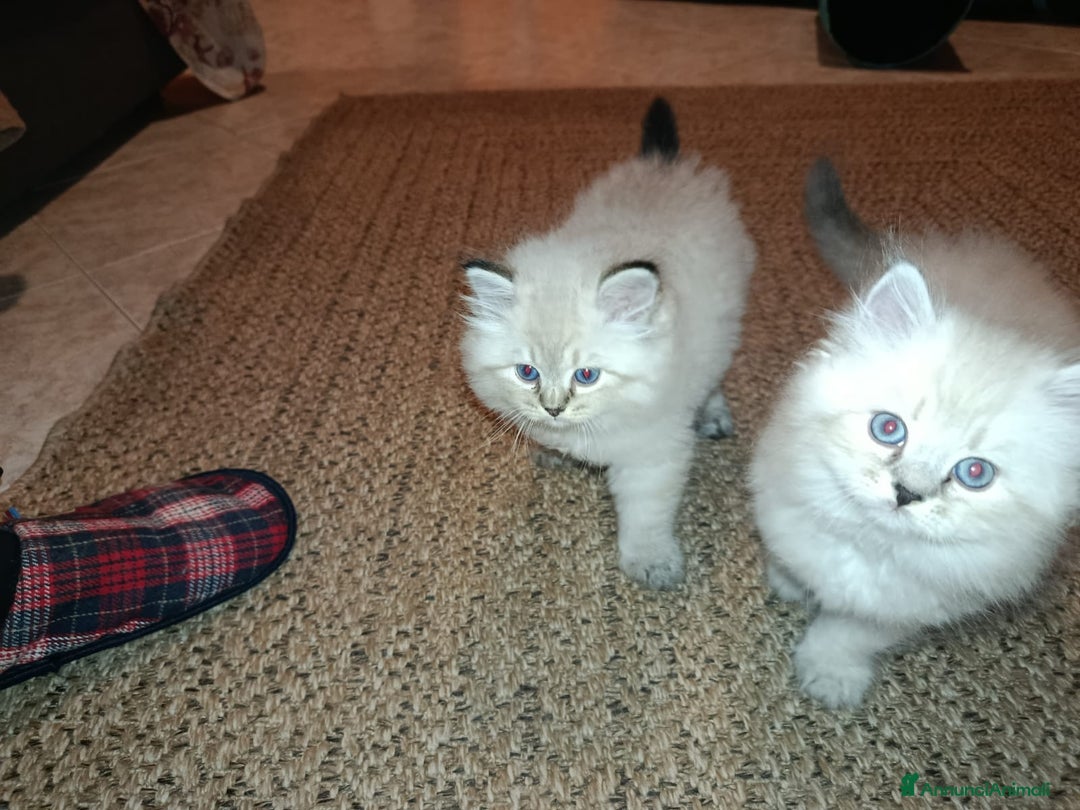 Siberiano gatti in vendita: Siberiani Neva Masquerade  - Annuncio 8