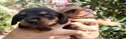 Bassotto cani in vendita: Bassotto - Annuncio 4