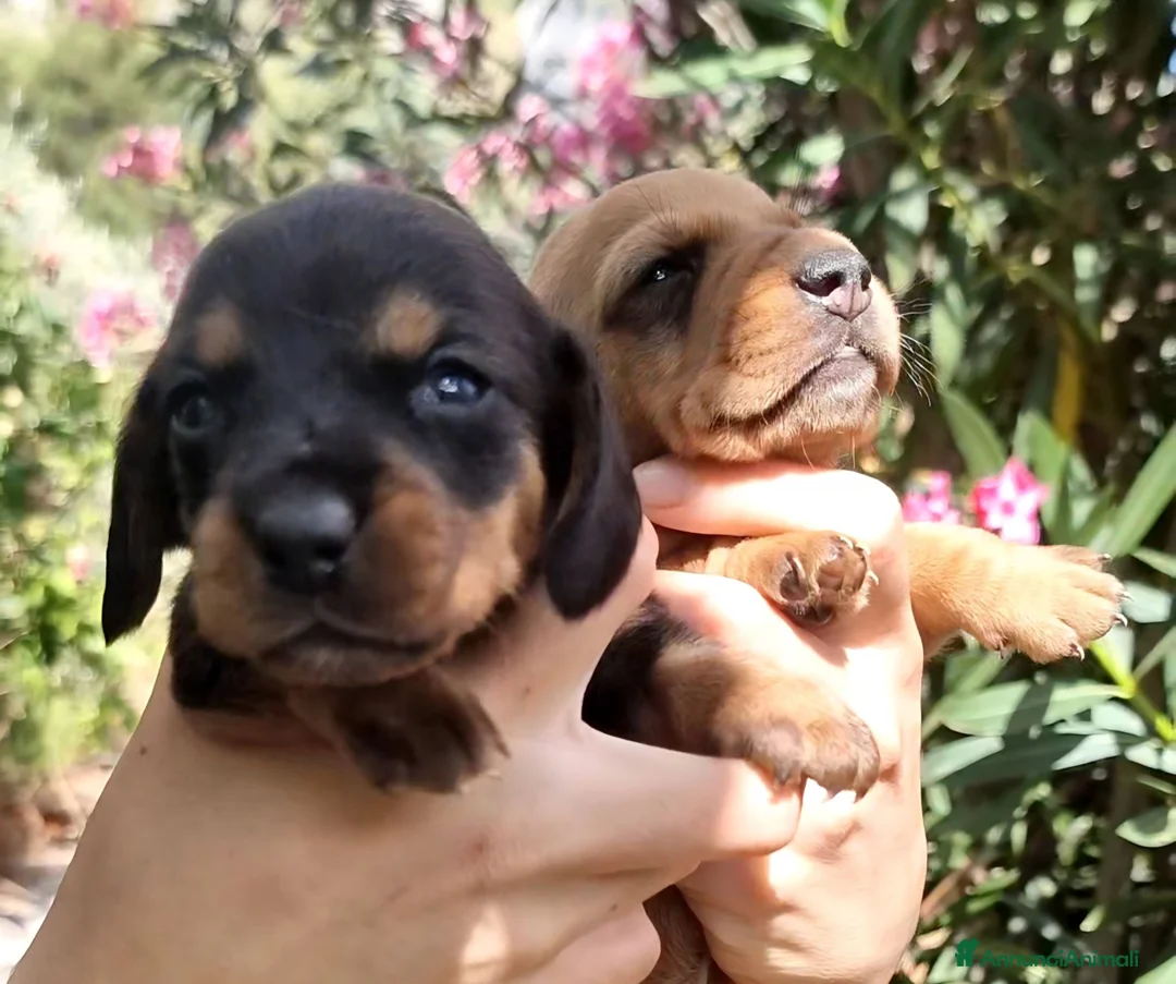 Bassotto cani in vendita: Bassotto - Annuncio 4