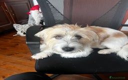 Jack Russell cani in regalo: Jack russel pelo lungo  - Annuncio 1