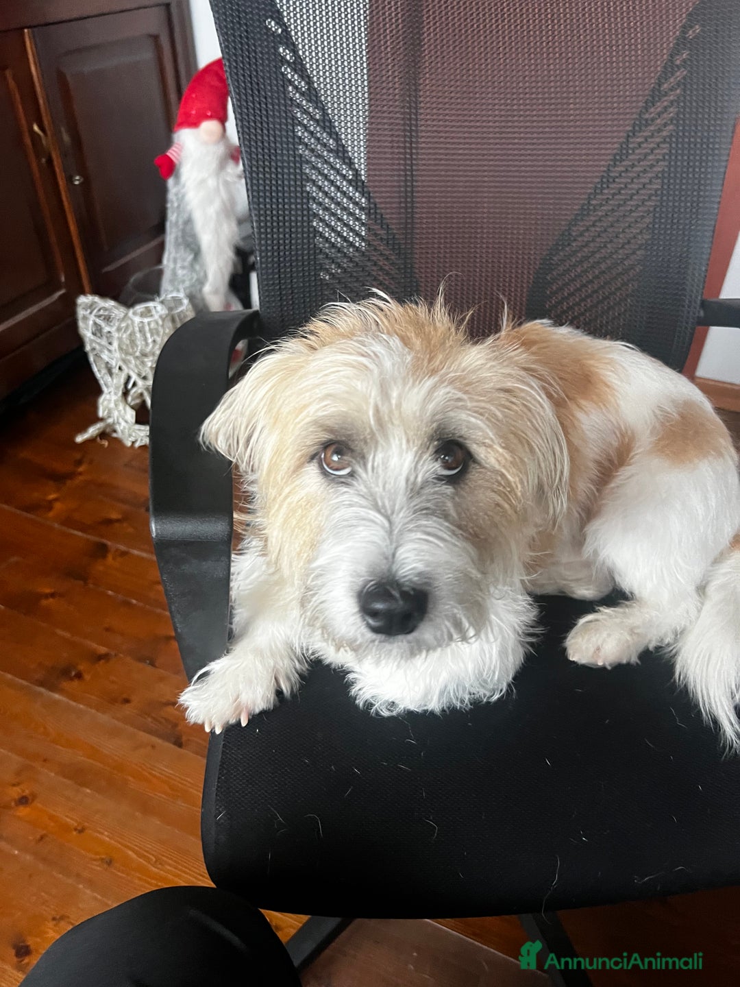 Jack Russell cani in regalo: Jack russel pelo lungo  - Annuncio 1