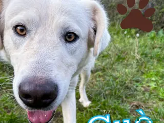 Meticcio cani GUE’ 💙 - 1 anno e nessuno chiama per lui 🥺😢 - Annuncio 17