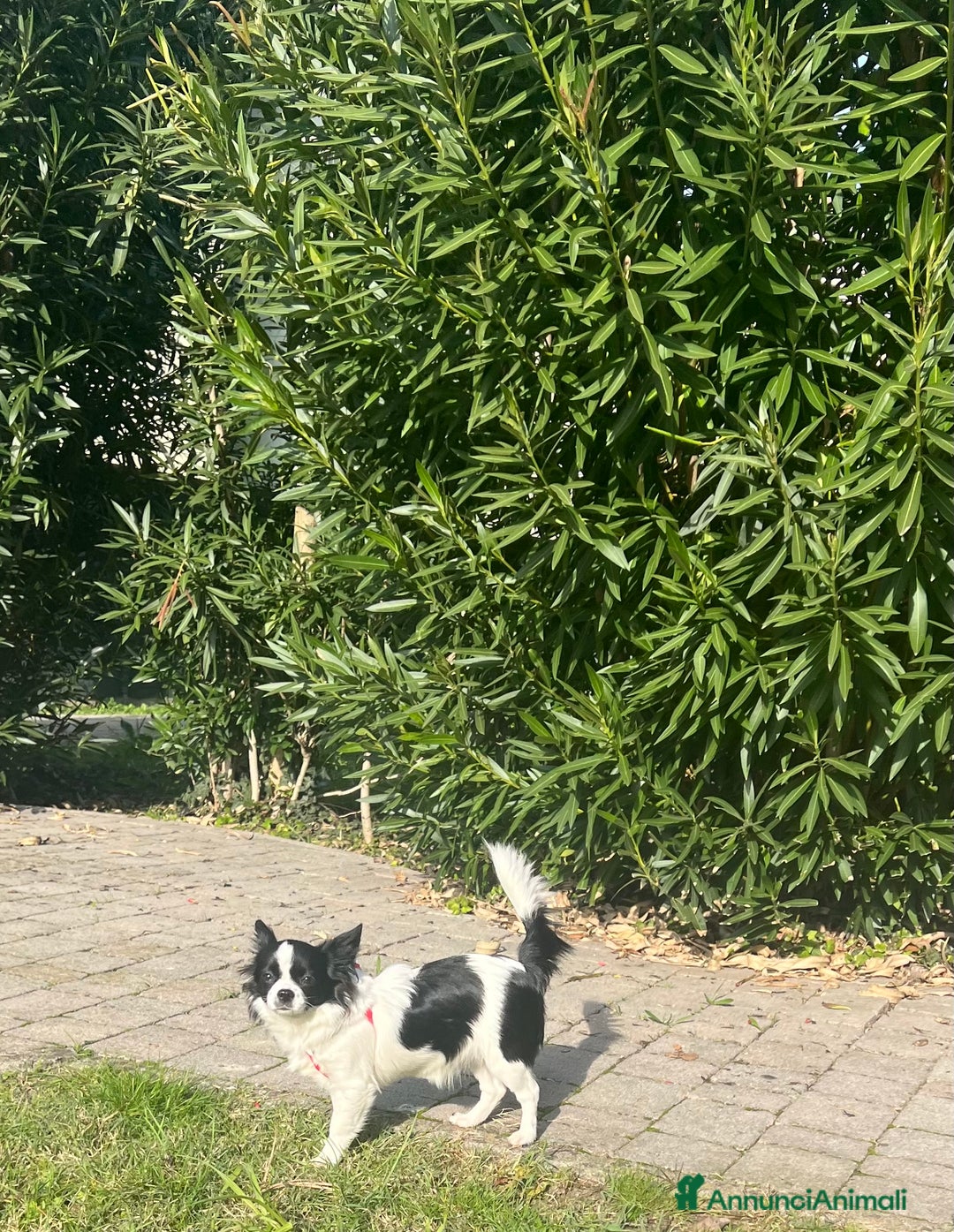 Chihuahua cani in vendita: Chihuahua femmina pedigree Enci  - Annuncio 4