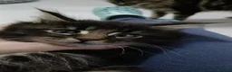 Maine Coon gatti in vendita: Splendidi tabby - Annuncio 2