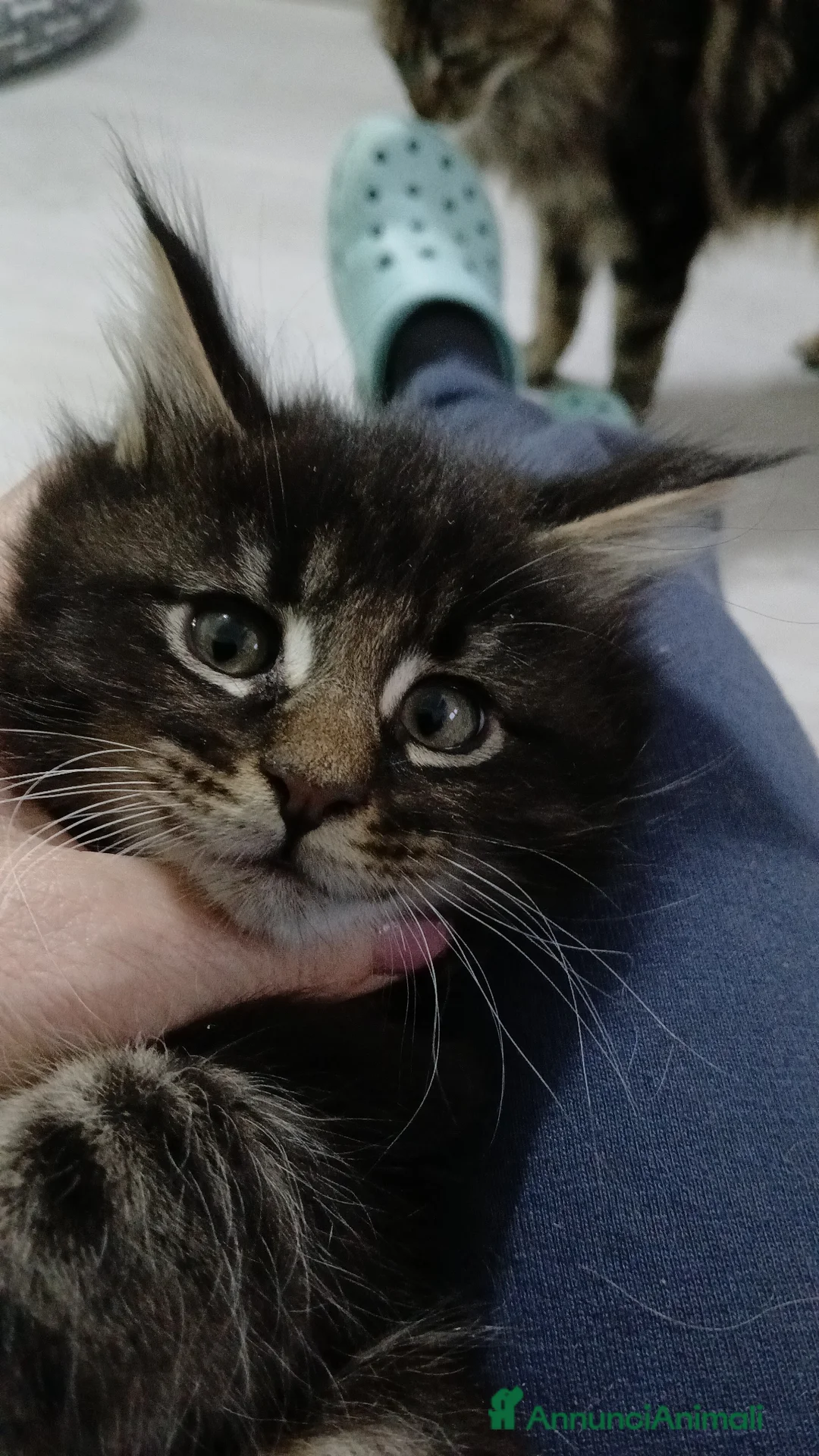 Maine Coon gatti in vendita: Splendidi tabby - Annuncio 2