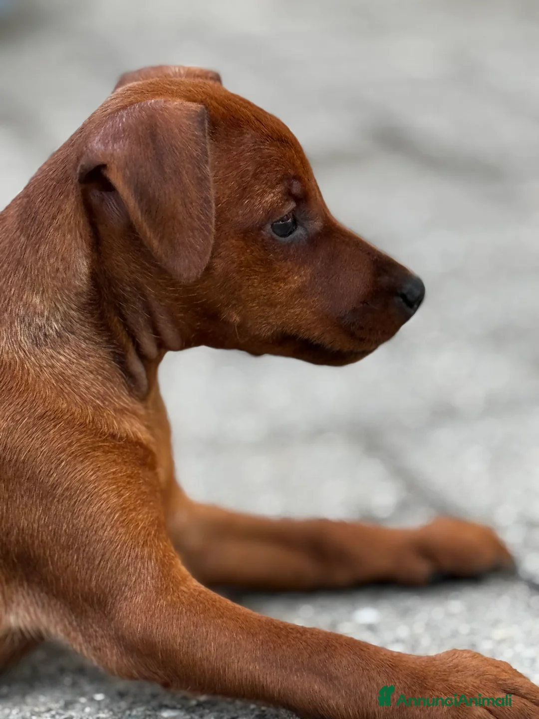 Pinscher Miniatura cani in vendita: Pinscher nano a Provincia di Pavia - Annuncio 3