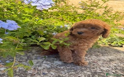 Barboncino cani in vendita: Barboncini nanetti 🐩🐩🐩 - Immagine 5