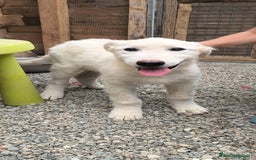 Meticcio cani in regalo: Eradia adozione  - Immagine 1