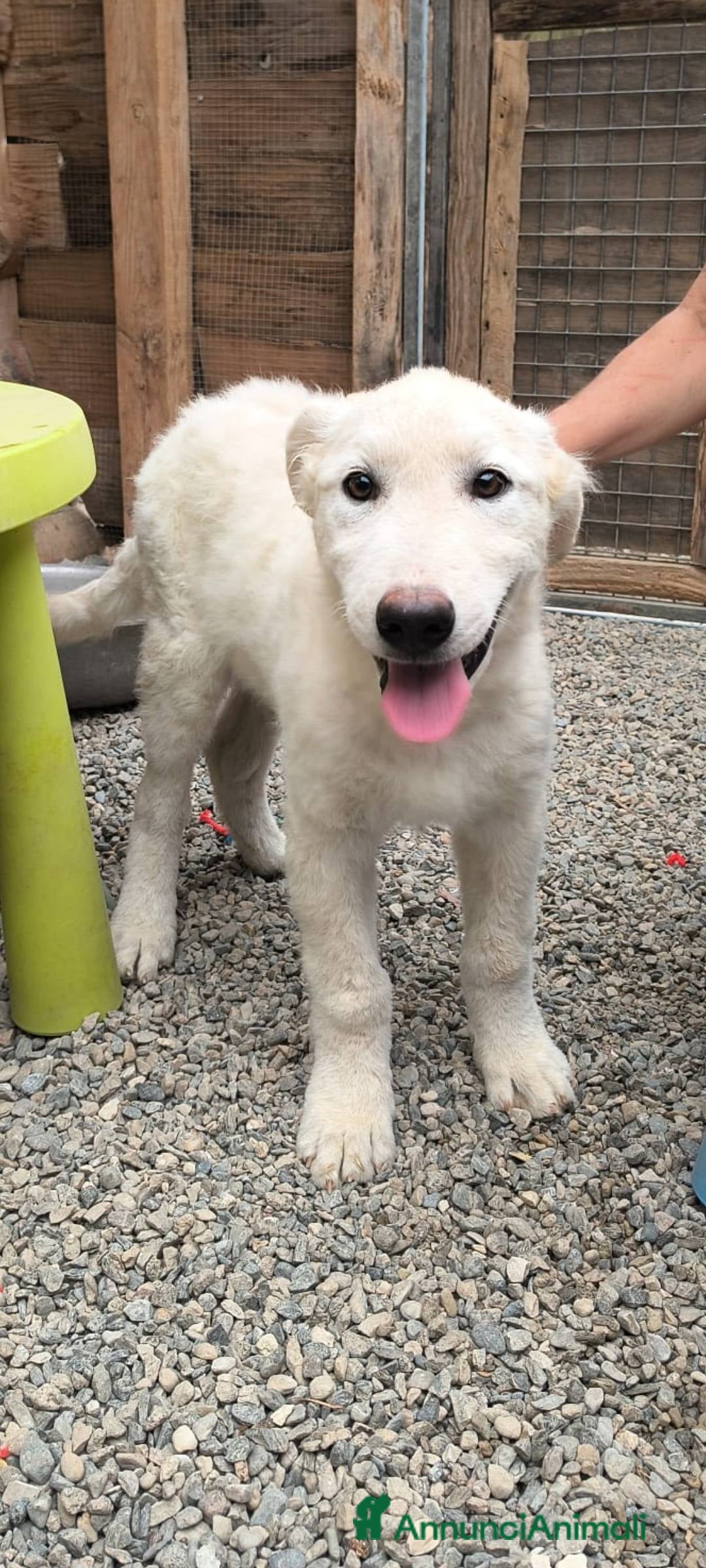 Meticcio cani in regalo: Eradia adozione  - Immagine 1