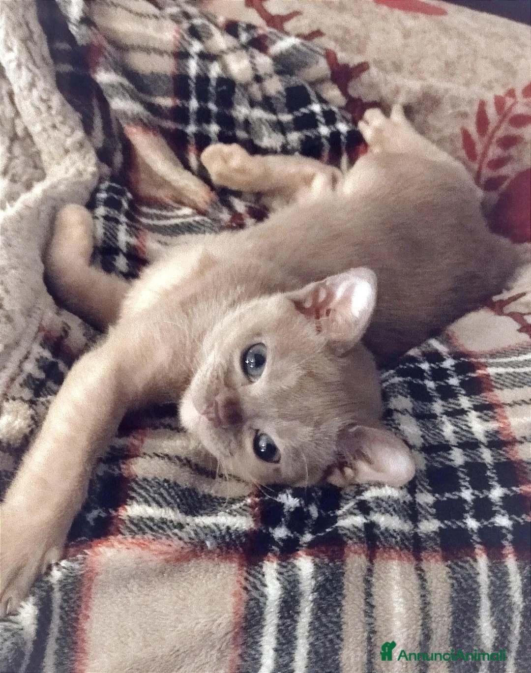 Burmese gatti in vendita: Gattini Burmesi Europei Chocolate Brown a Città Metropolitana di Bologna - Annuncio 6