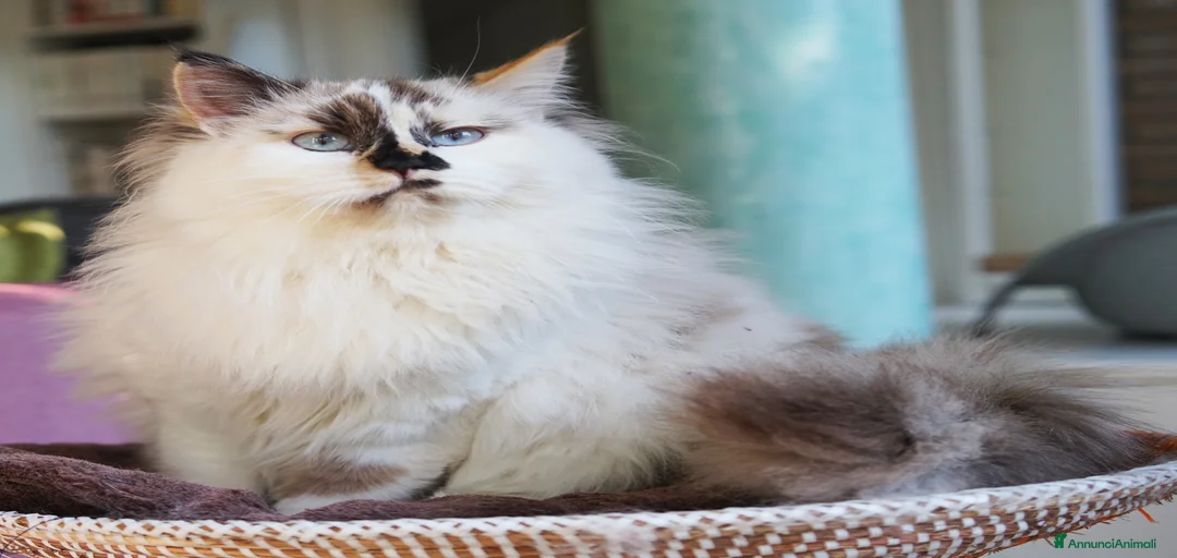 Immagine della galleria {{count}}