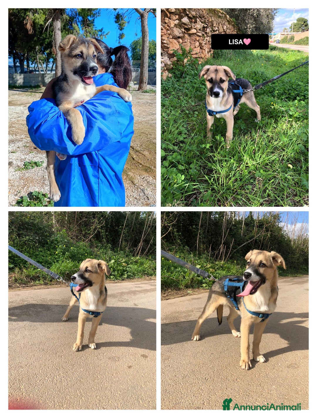 Altre razze cani in regalo: LISA  - Annuncio 1