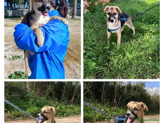 Altre razze cani LISA - Annuncio 41