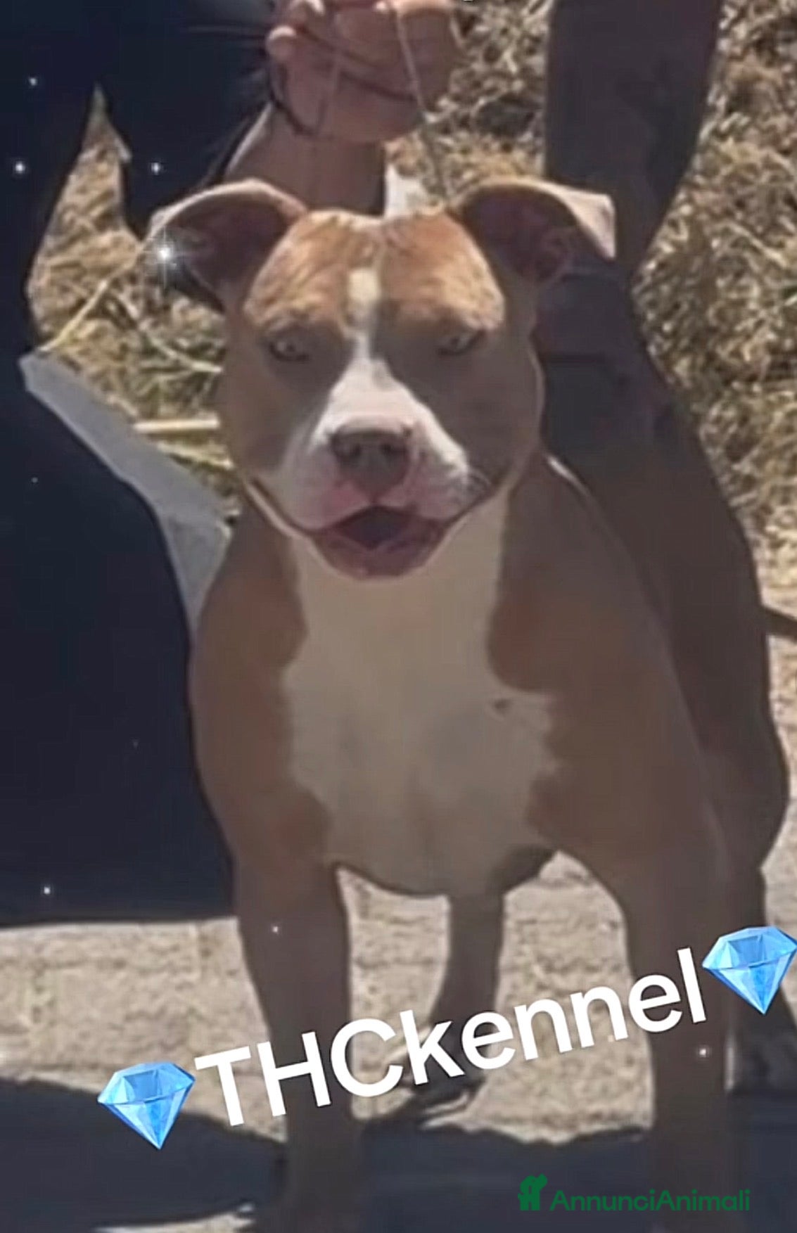 Pitbull cani Cuccioli pitbull ukc  - Annuncio 1