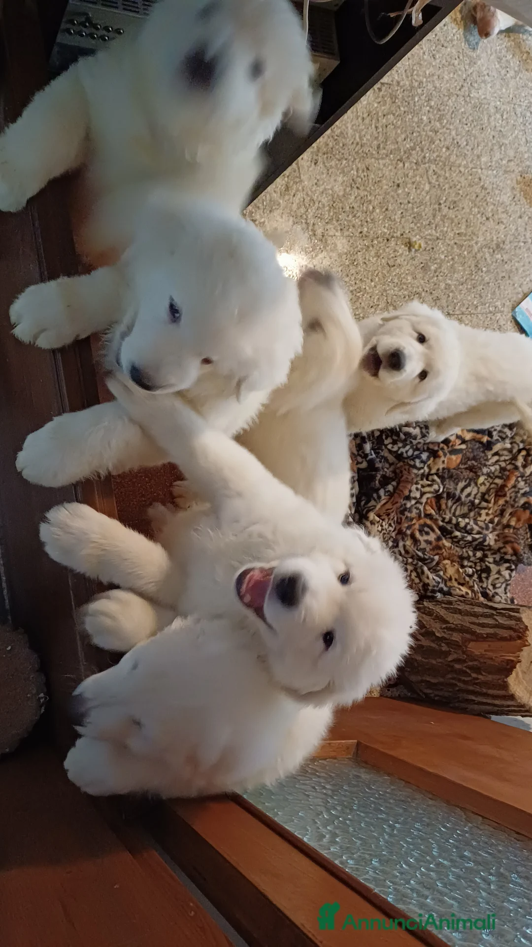 Pastore Maremmano cani in vendita: pastori maremmani di 2 mesi - Annuncio 4